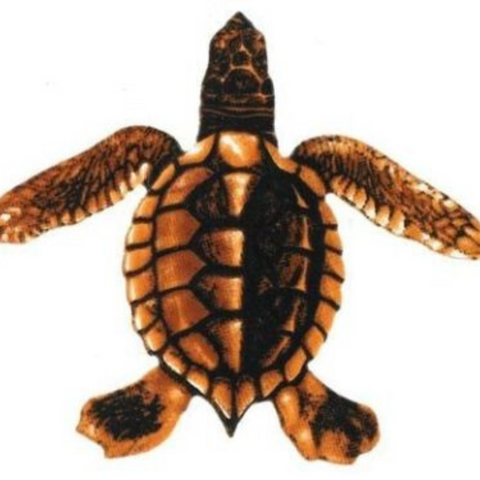BABY TURTLE A - BROWN 5